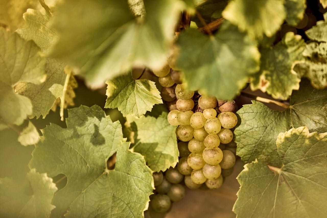Como Le Montrachet Пюліньї-Монраше Екстер'єр фото